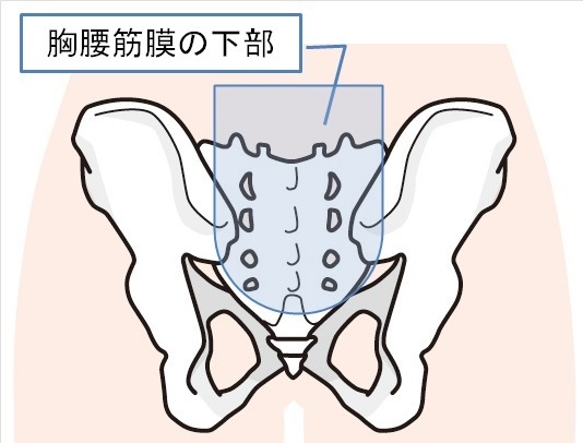 胸腰筋膜の下部