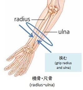 橈骨・尺骨(radius・ulna)