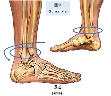 足首(ankle)