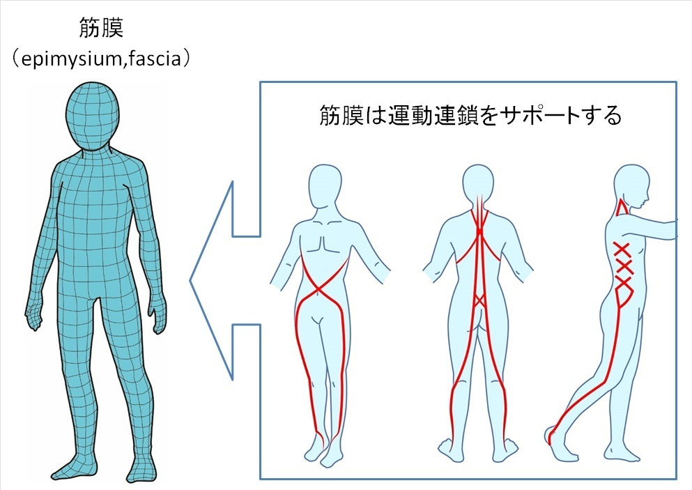 筋膜と仙腸関節