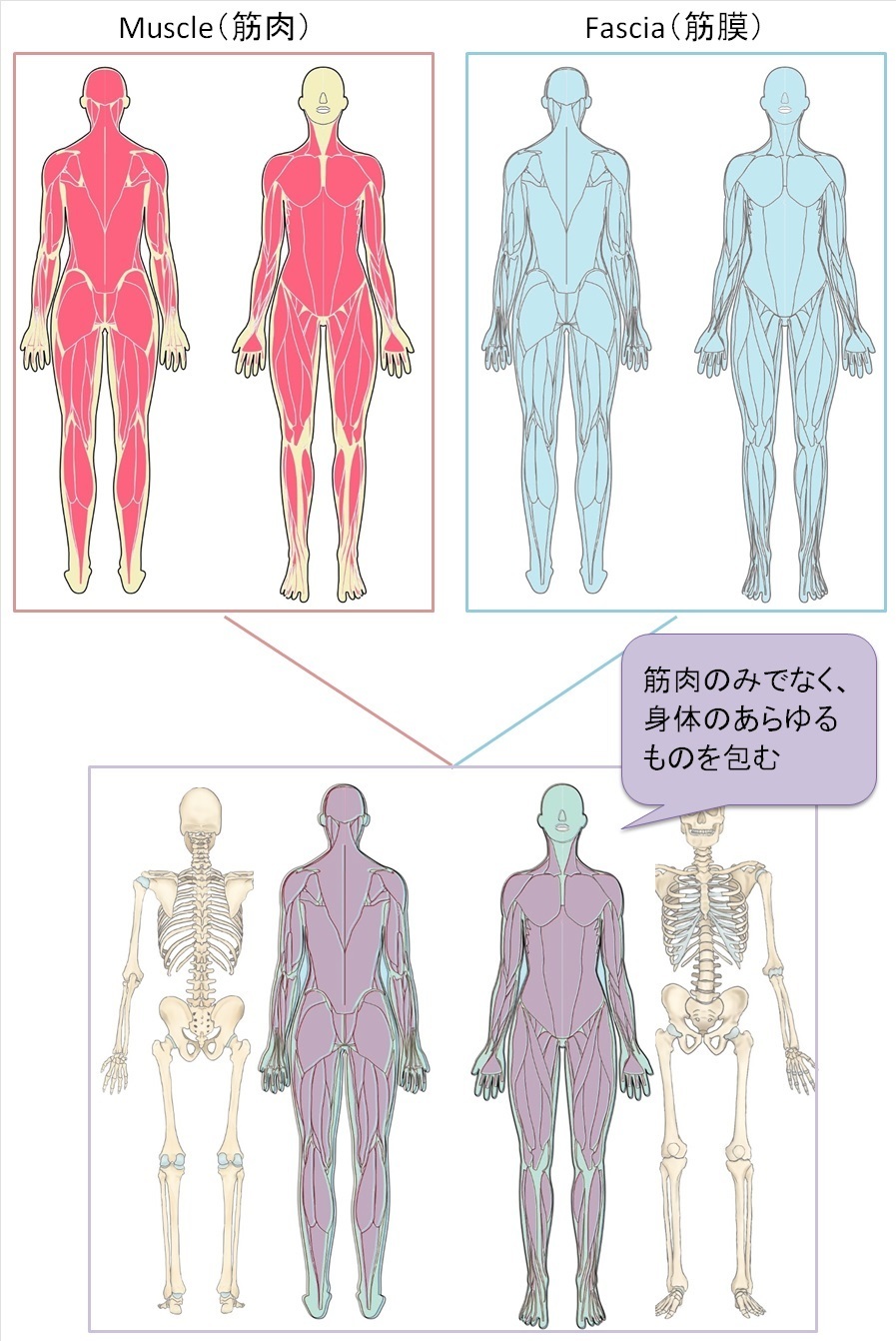 筋膜と仙腸関節