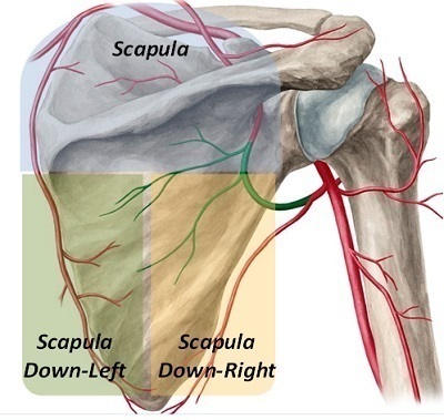 scapula_3_divide