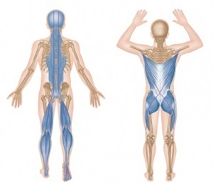 腰部筋膜群の影響範囲
