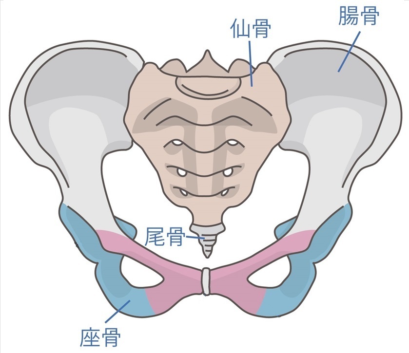 やま_仙骨矯正