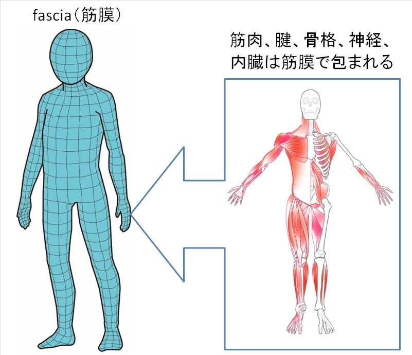 筋膜と仙腸関節