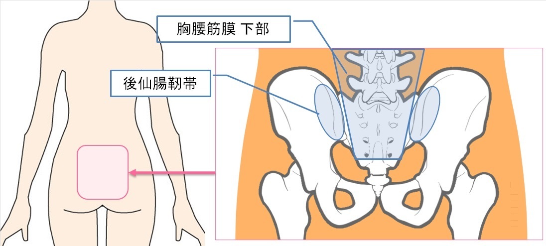 仙腸関節のほぐし