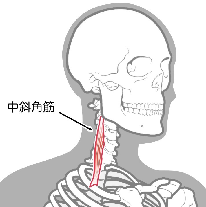 中斜角筋ライン