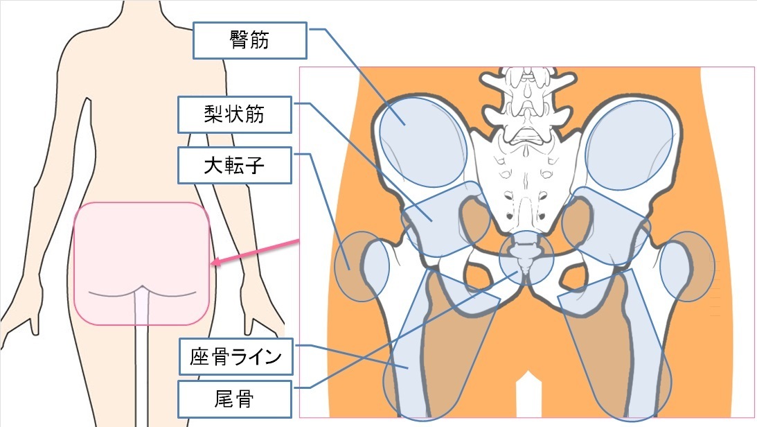 でん部（お尻）のほぐし