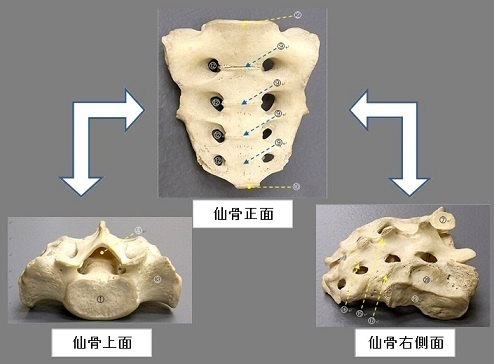 仙骨、仙腸関節の解説まとめ