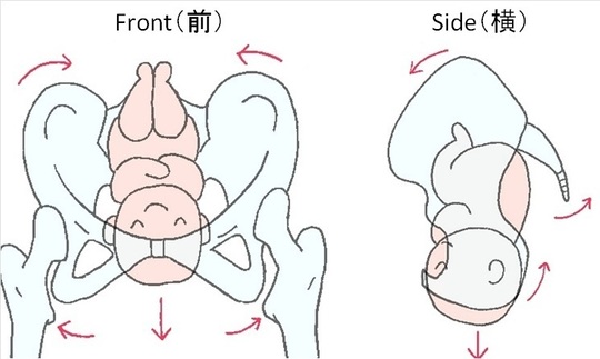 産後骨盤矯正コース - 【公式】整体やまつばき｜立川市の仙骨矯正院